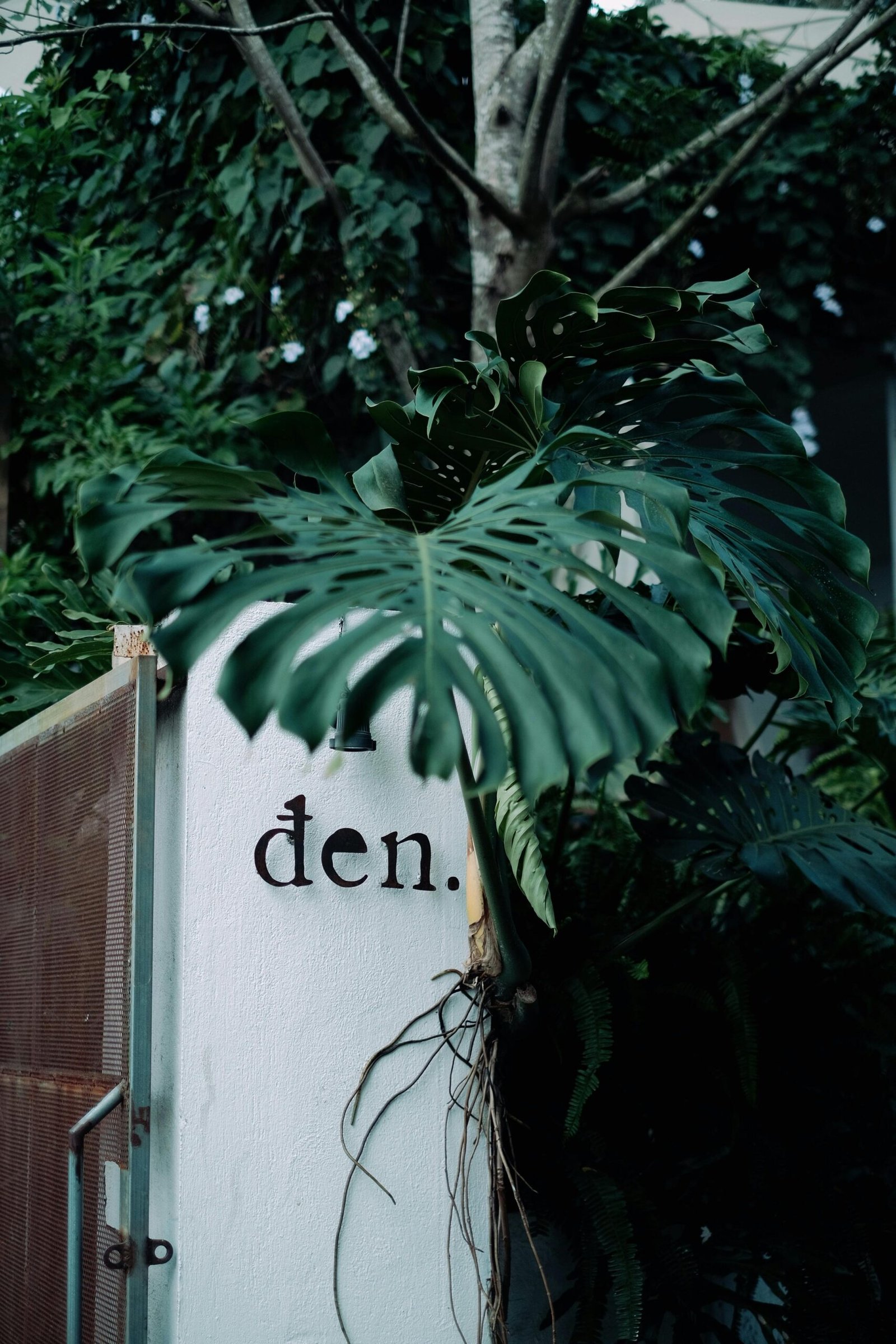 A vibrant monstera plant next to a textured white wall with 'den.' sign, creating a tropical ambiance.
